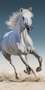 Towel Horse White NB 1523 70 x 140 cm