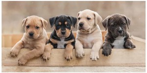 Towel NB 2341 Puppies  Pieski