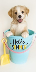 Ręcznik Puppy 2340 70/140